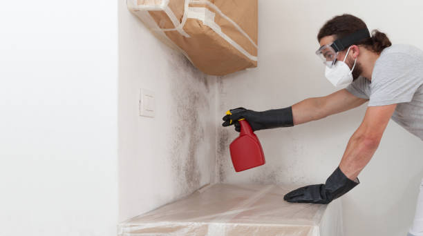 Professional Attic Mold Remediation technician working in Sanford, CO